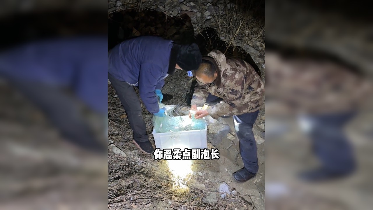 小鱼搬家二连抓，今天的新业主差点让别的小鱼吃了