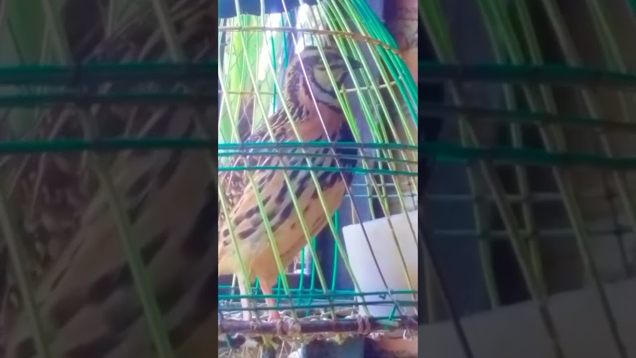 Rain quail sound 2022