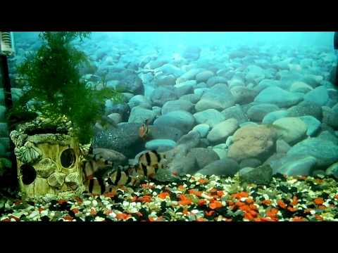 Нерест барбус Арулиус в общем аквариуме (Barbus arulius spawning)