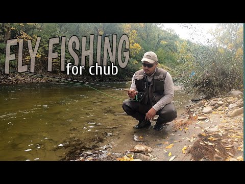 Fly fishing for Chub