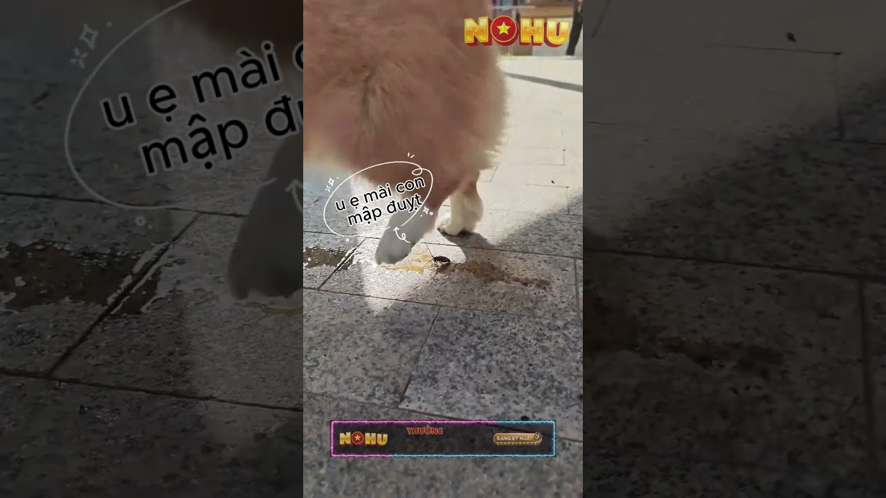 genting casino sheffield NOHU | YÊU ĐỘNG VẬT - Con mập đuỵt mứt dại nohu haihuoc dongvat animals pets shorts corgi
