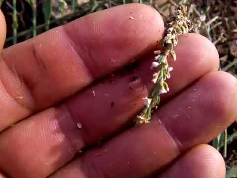 فوائد نبتة عصا الراعي