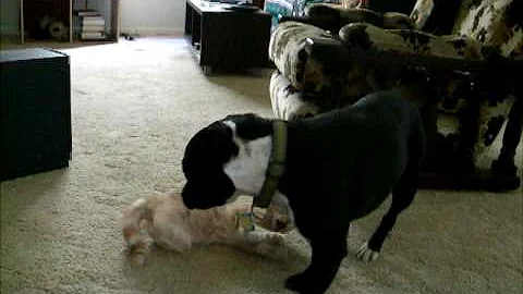 Cynthia gets attacked by Olive