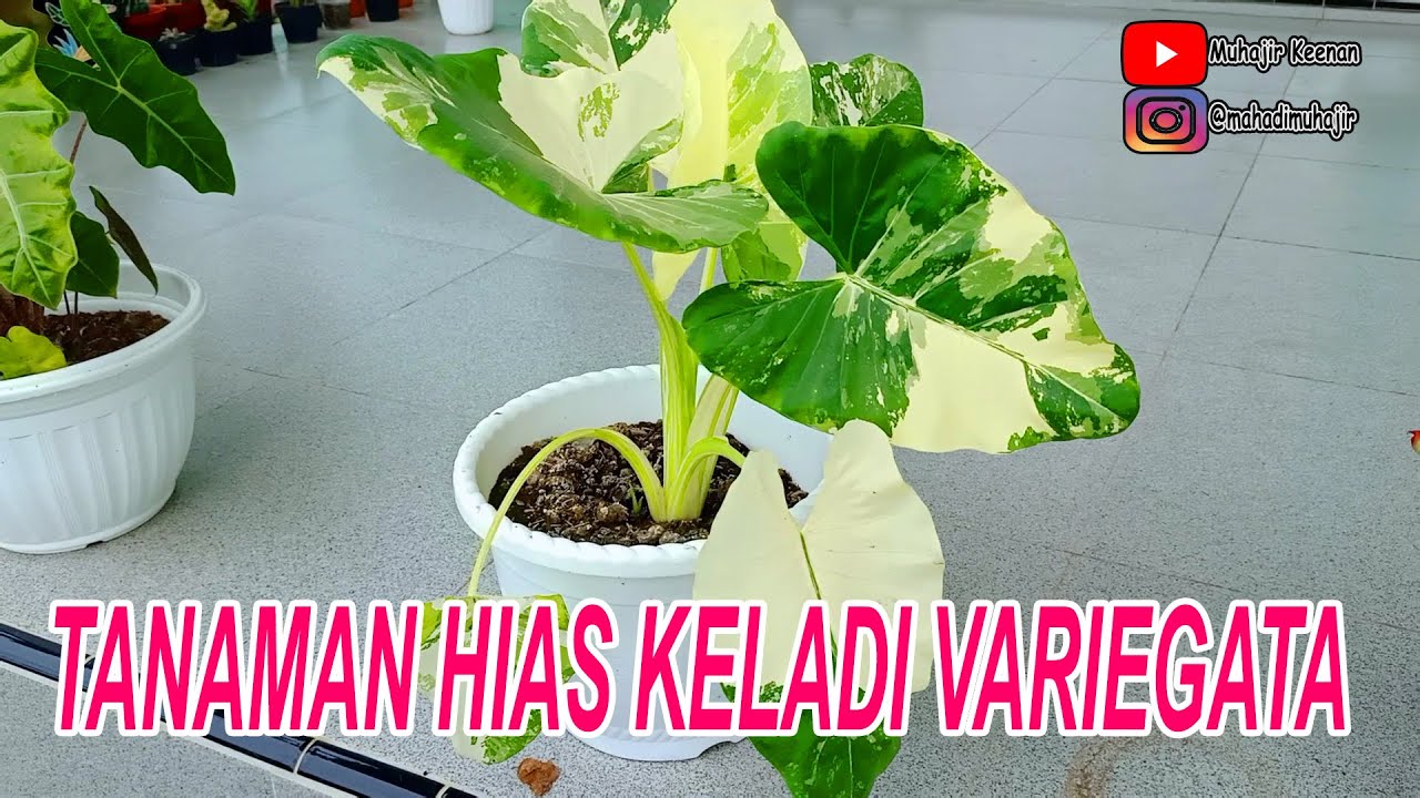  INDAHNYA  TANAMAN  HIAS  KELADI VARIEGATA YouTube