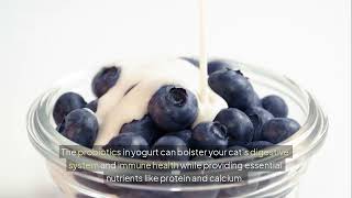 Can Cats Eat Yogurt A Comprehensive Guide For Cat