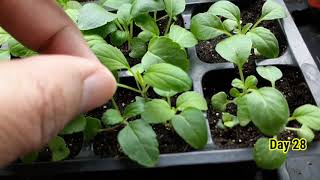 Growing Salvia from seed to sprout step-by-step | Victoria Blue Salvia