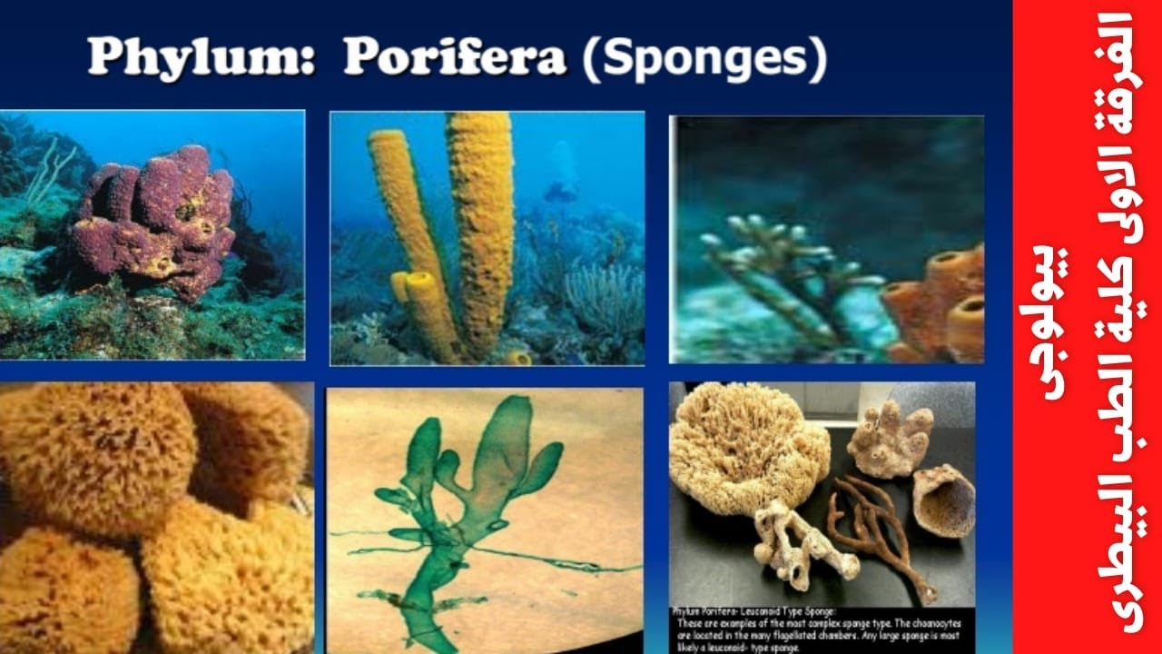 محاضرة بيولوجى 🐸 Phylum Porifera 🐊 الفرقة الأولى 🐧 كلية الطب البيطرى 🐿 biology .