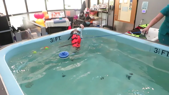 Blue healer-Whippet puppy mix tries swimming for first time