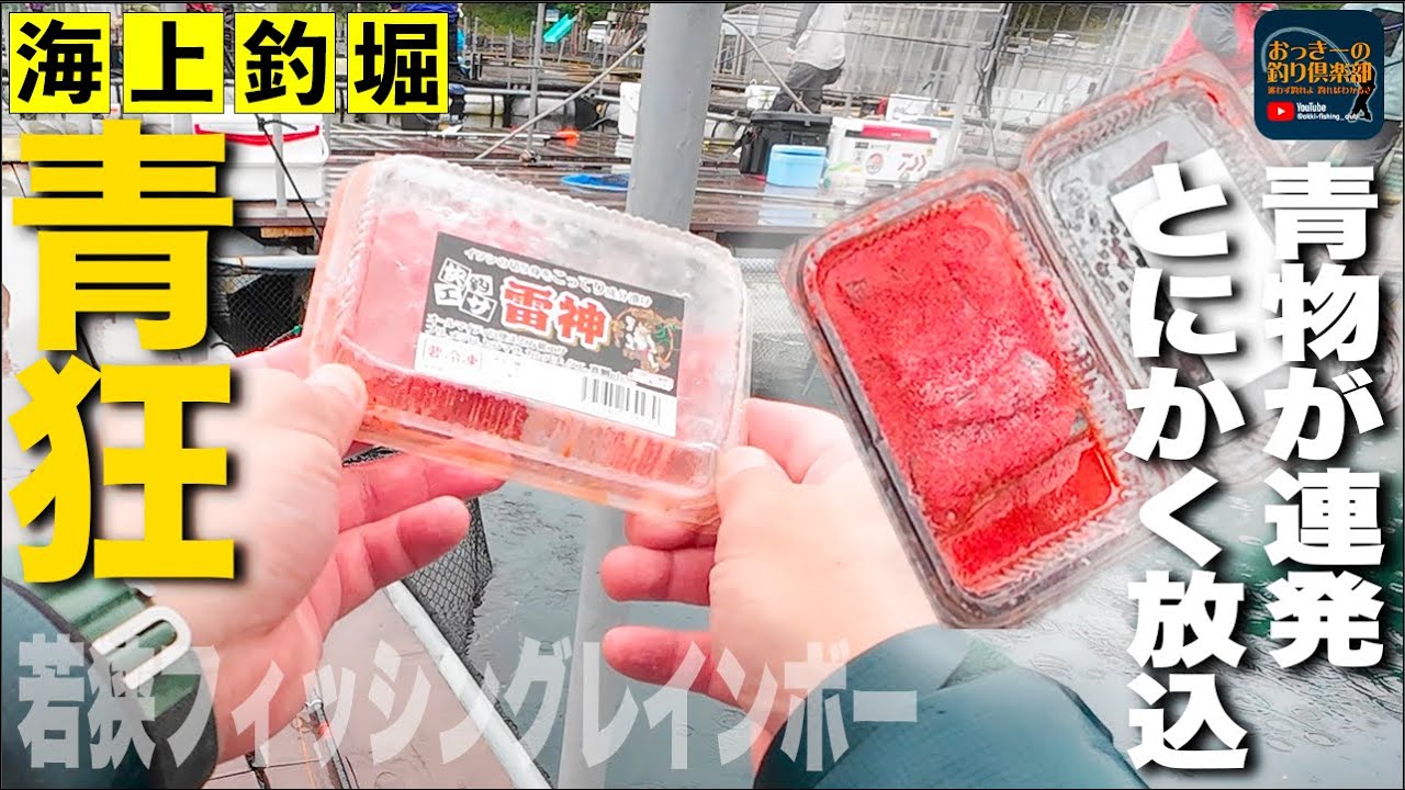 【海上釣堀】狂気の青物！鰯漬け”雷神”とにかくこれを放り込むだけ