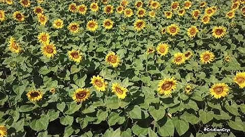 Sunflower field - aerial videography ( filmed with drone)