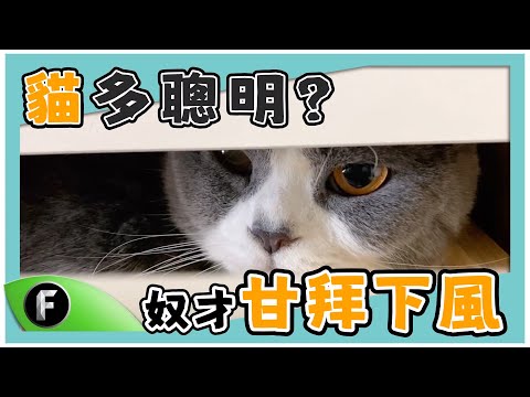 米奇不是老鼠啊喵-貓多聰明？奴才甘拜下風🙇🏻‍♀️【Freedom夥伴精華】