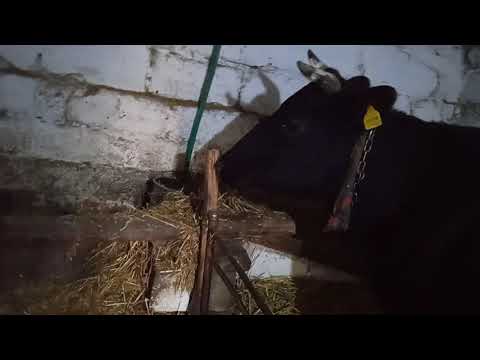 Видео: Музыка влияет на выработку молока у коров