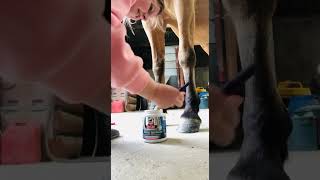 Comment choisir le bon soin pour entretenir les sabots de votre cheval ?