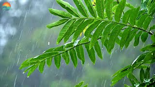 Расслабляющий Дождь Чтобы Уснуть за 5 Минут! Дождь, Гроза, Чудесное Пение Птиц в Тропиках Для Души