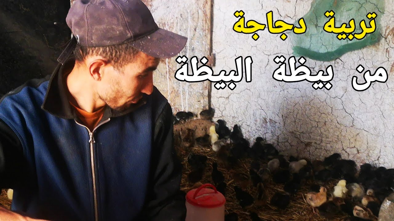 مشروع تربية دجاجة من الفلوس صغير  الا رشم دجاجة البيض  ((نصائح تربية دجاجة ))