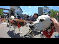 The Inaugural Doggie Dash at 2019 St. Jude Rock 'n' Roll Nashville