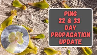 Pinguicula Propagation Update 22 & 33 Day - Mexican Butterwort Leaf Pulling Updates