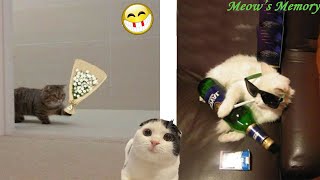 Try Not To LAUGH CATS Videos 😁 Funny Cat Memory 😹😍 #18