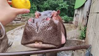 You Won't Believe How This Hippo Reacts to Eating a Lemon!