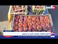 إكسترا اليوم استمرار فعاليات مهرجان التين في مطروح إكسترا اليوم استمرار فعاليات مهرجان التين في مطروح