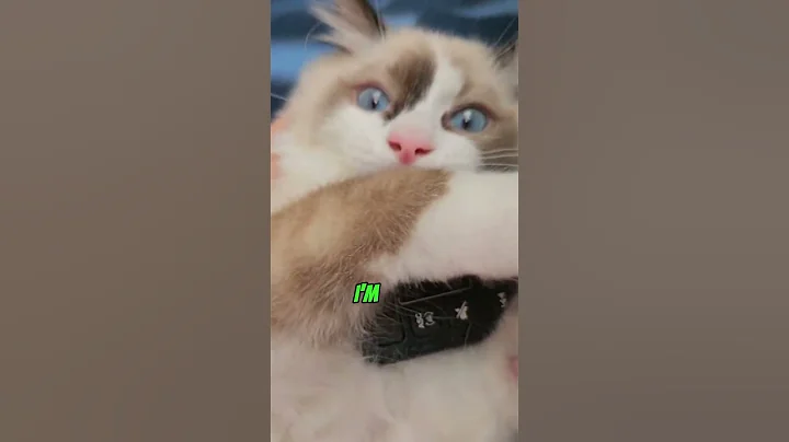 Watch the video about IS HE A WEIRDO ???? OR THIS IS NORMAL ??? #cat #ragdollkittens #catbreed #catlover #cattype #cute