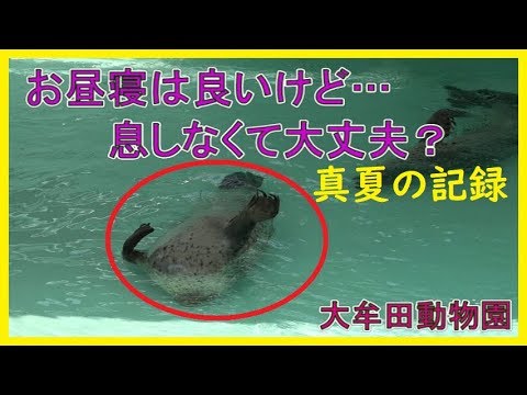 アザラシの不思議なお昼寝タイム Youtube アザラシの不思議なお昼寝タイム Youtube