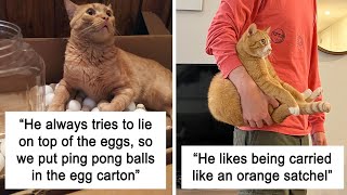 Times This Online Page Proved That Ginger Cats Are Amazing