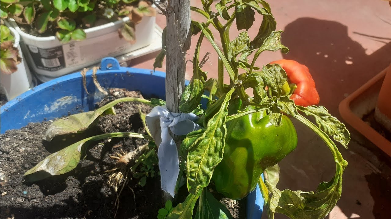 Почему ЛИСТЬЯ ПЕРЦА или сладкого перца ПОВОРАЧИВАЮТСЯ или МОРЩИТСЯ?