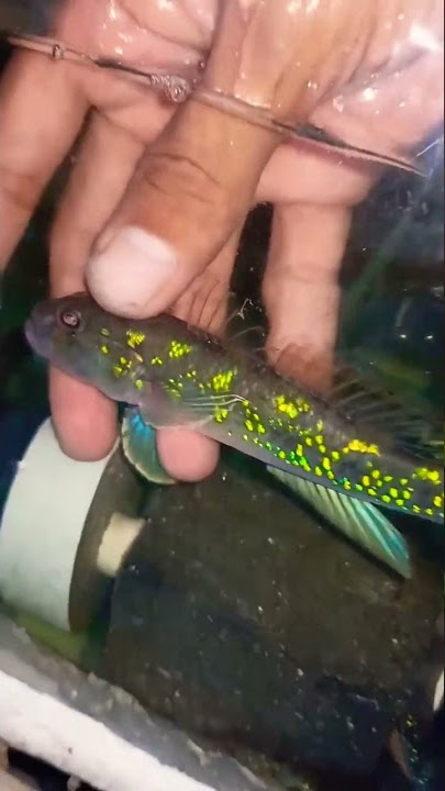Goby Fish WC #iyanjayaaquatic #shorts #gobies #gobie #gobi #goby #ikangoby #gobyfish