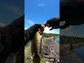 Seperti gak ada mancing di sini.! setiap lemparan selalu langsung di respon