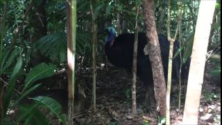 Curtis Pitt talks to Phil Staley re Cassowary Centre