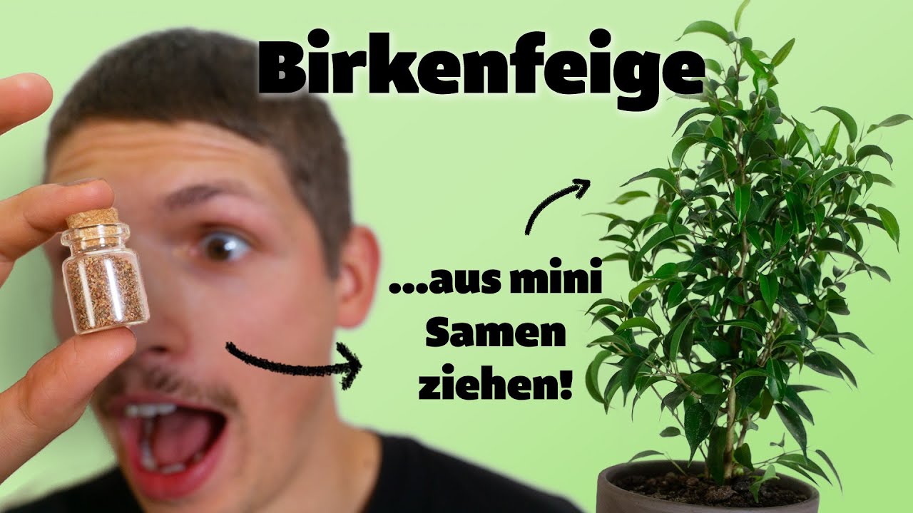 Zieh die Birkenfeige selbst aus Samen! (Ficus bejamina)