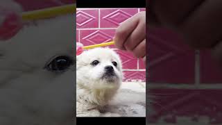 2024 Chó Phốc Sóc Mini 😍 Funny and Cute Pomeranian 😺🐶 | cute animals39.1
