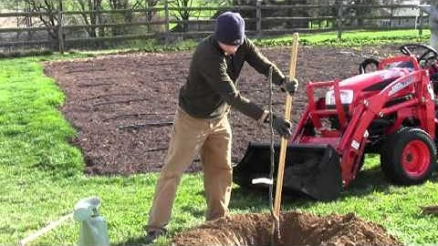 Video How to Plant a Bare Root Pear Tree