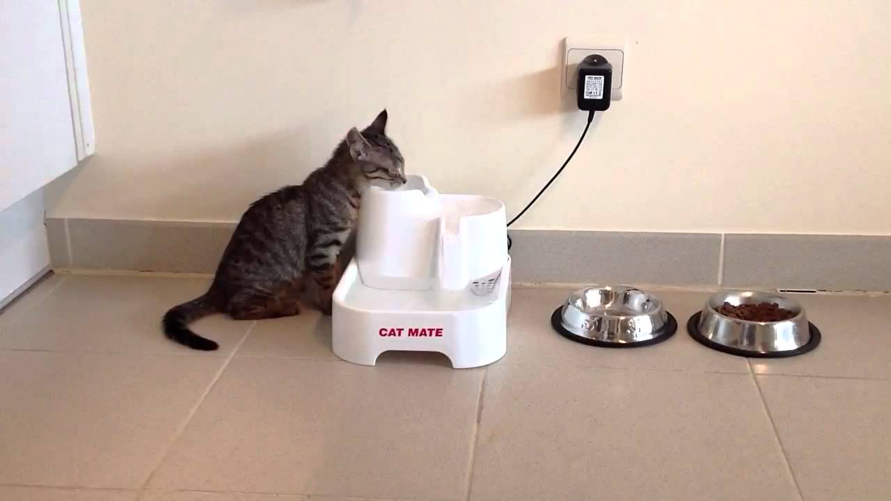 pet mate cat mate drinking water fountain