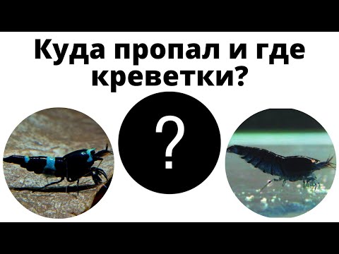 Что случилось с креветками??? Почему стоит брать осмос для креветок после мембраны.