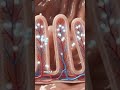 medicine works in body, how medicine works, how medicine works#sona #education #shorts #shortsfeed