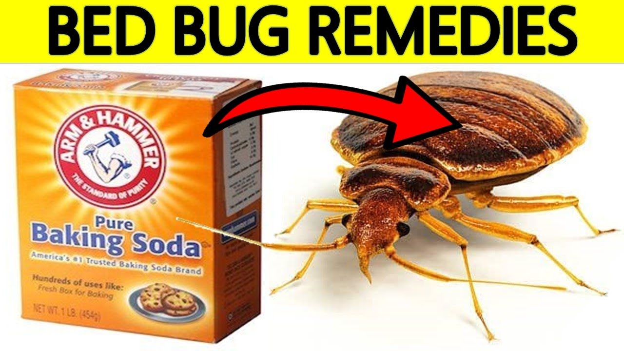 Bed Bug Infestation Treatment