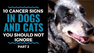Top 10 Warning Signs of Cancer in Dogs and Cats Part 2: Vlog 82
