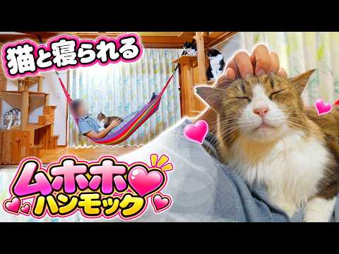 I Built a Hammock to Sleep with My Cats… and It Was Pure Bliss 💓