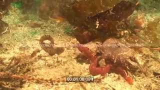 longfin gunnels courting by Rendezvousdiving 93 views 9 years ago 3 minutes, 12 seconds