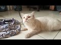 Milky main tali sepatu kalau lucu like and subscribe ketik comment pecat nonipi dikasih