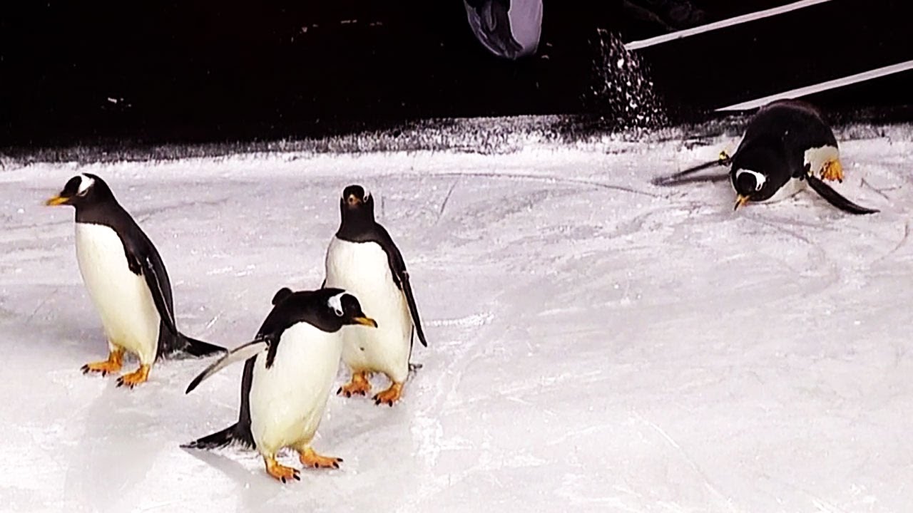 PETA Condemns N.H.L.'s Use of Real Penguins in Pittsburgh Pregame