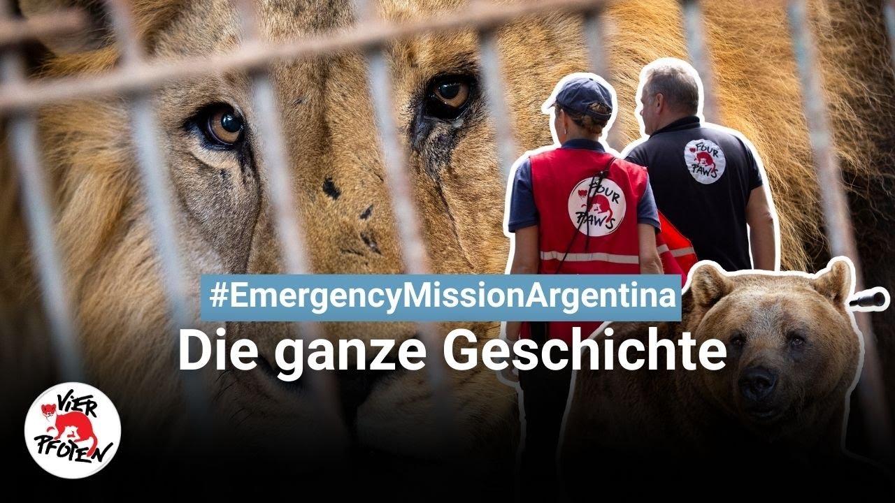 62 Großkatzen, zwei Bären – eine 