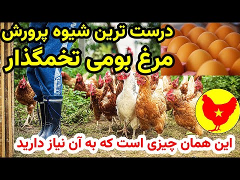 تصویری: خوراک مرغ خانگی – نحوه پرورش خوراک مرغ در باغ