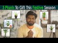 5 Plants To Gift This Festive Season | Anuj Ramatri - an Eco-Freak