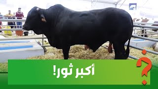 أصلو برازيلي تزاد وكبر فالمغرب وفيه 1800 كيلو.. أكبر ثور في معرض المغرب!