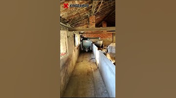 Automatic feed line pig farm feeding system animal feeder  pig farm automatic feeding system