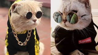 Cute is Not Enough 🐱 Get high  | Funny Cats Video 2019 by Life Of Cats 1,607 views 4 years ago 3 minutes, 47 seconds