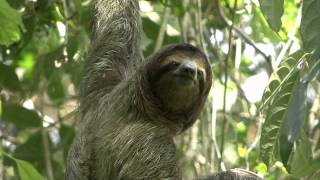 Three Toed Sloth Loses His Monocle